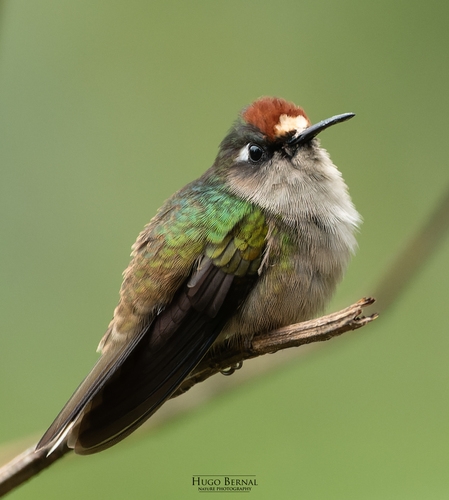 Tolima Blossomcrown (Anthocephala berlepschi), photo 1