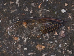 Cryptotympana mandarina