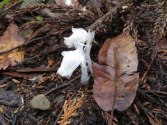 Monotropastrum humile