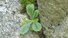 Primula marginata