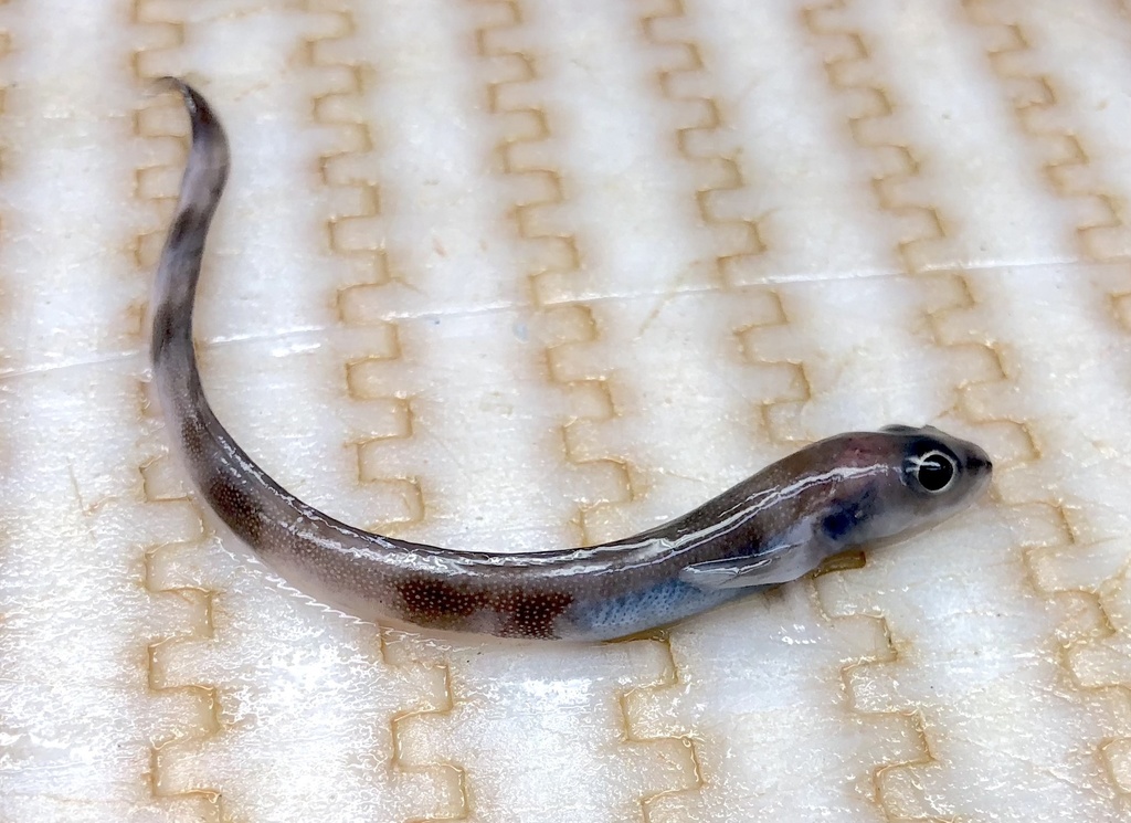 Wolf eelpout (Lycenchelys verrillii) — Zoarcidae