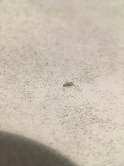 Willowsia nigromaculata