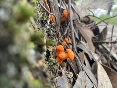 Cantharellus concinnus