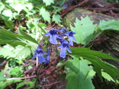 Ajuga incisa