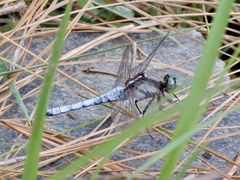 Orthetrum internum