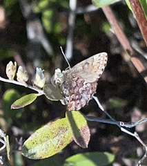 Callophrys lanoraieensis