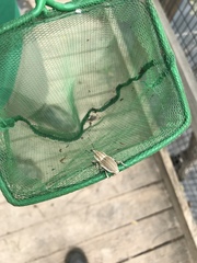 Sphenophorus aequalis