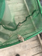 Sphenophorus aequalis
