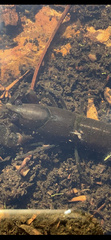 Temnocephalidae