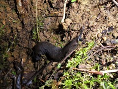 Belocaulus angustipes