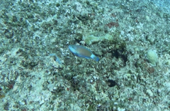 Chlorurus spilurus