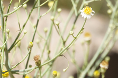 Chloracantha spinosa spinosa