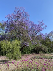 Angiospermae