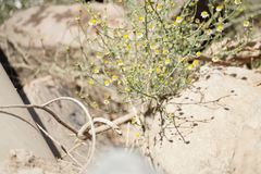 Chloracantha spinosa spinosa