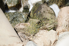 Chloracantha spinosa spinosa