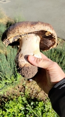 Agaricus lilaceps