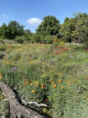 Eschscholzia californica