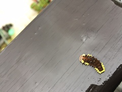 Gynautocera rubriscutellata