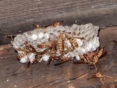 Polistes quadricingulatus