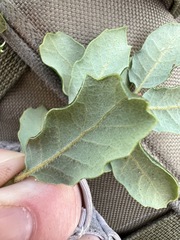 Quercus