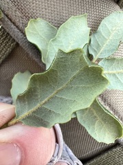 Quercus