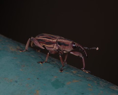 Rhabdoscelus lineaticollis