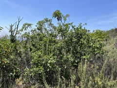 Quercus