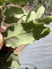 Quercus