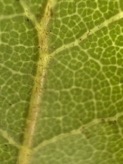 Quercus