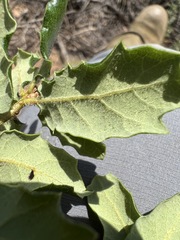 Quercus