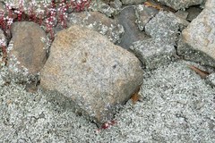 Habronattus sabulosus