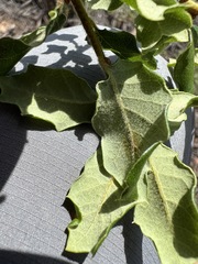 Quercus