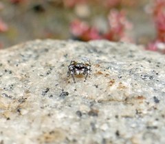 Habronattus sabulosus