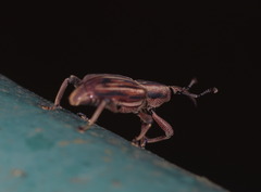Rhabdoscelus lineaticollis