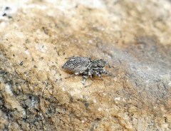Habronattus sabulosus