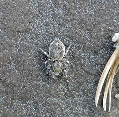 Habronattus sabulosus