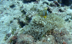 Heteractis