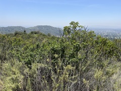 Quercus