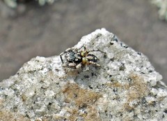 Habronattus sabulosus