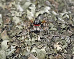Habronattus sabulosus