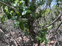 Quercus