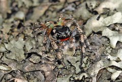 Habronattus sabulosus