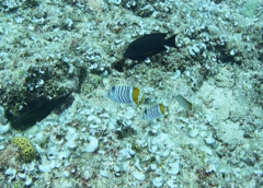 Chaetodon mertensii