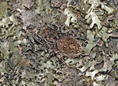 Habronattus sabulosus