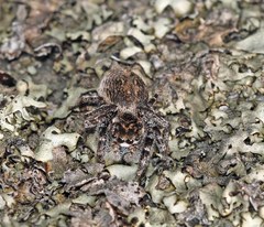Habronattus sabulosus