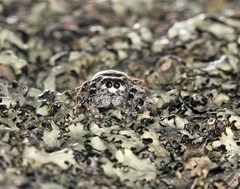 Habronattus sabulosus