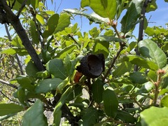 Quercus