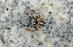 Habronattus sabulosus