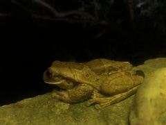 Trachycephalus quadrangulum