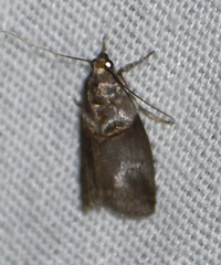 Acrobasis texana